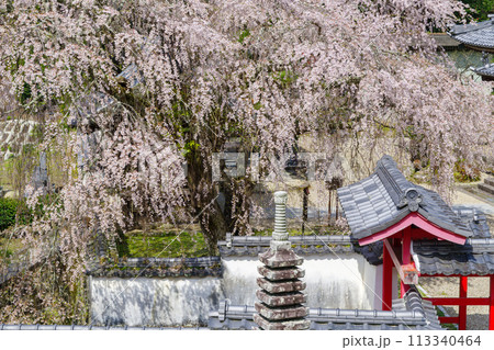 松平郷・光月院のシダレ桜(愛知県豊田市)家康公御手植 松平郷・光月院のシダレ桜(愛知県豊田市)家康公御手植 113340464