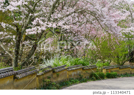 松平郷の室町塀と桜（愛知県豊田市） 113340471