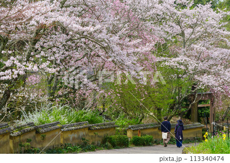 松平郷の室町塀と桜（愛知県豊田市） 113340474