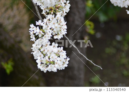桜 113340540
