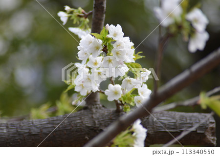 桜 113340550