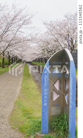 【千葉県千葉市】おゆみ野四季の道・おゆみ野の道(有吉公園付近)と桜並木 113340562