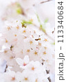 ふんわりとしたアップの桜 113340684