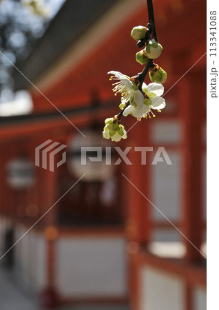 綺麗に咲いた白い梅の花 綺麗に咲いた白い梅の花 113341088