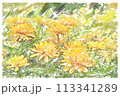水彩で描いた花のハガキ素材 113341289