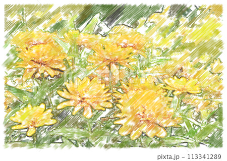 水彩で描いた花のハガキ素材 113341289