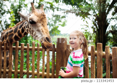 Kids feed giraffe at zoo. Children at safari park. 113341453