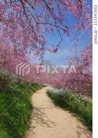 枝垂れ桜のある道 枝垂れ桜のある道 113341602