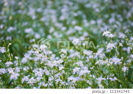 シャガの花の群生 113341745