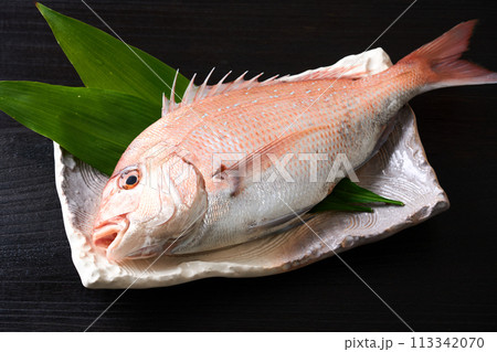 皿に乗せた真鯛　 113342070