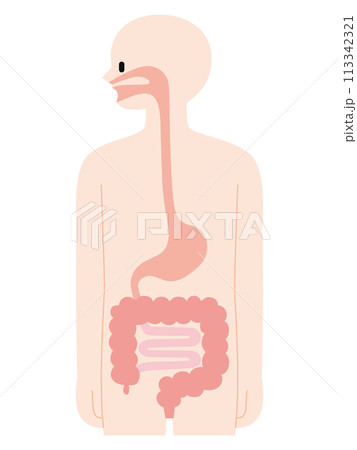 人体の断面図・消化器官 113342321