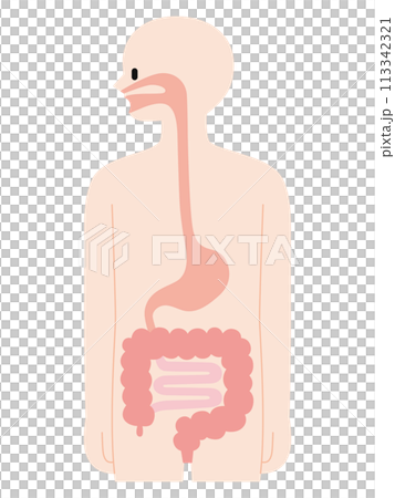 人体の断面図・消化器官 113342321