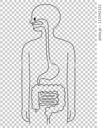 人体の断面図・消化器官・線画 人体の断面図・消化器官・線画 113342322