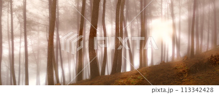 Woods, sunrise and fog in the morning, nature and trees in countryside landscape. Earth, forest and spring for dark natural environment, autumn and outdoor plants or leaves in rural wilderness Woods, sunrise and fog in the morning, nature and trees in countryside landscape. Earth, forest and spring for dark natural environment, autumn and outdoor plants or leaves in rural wilderness 113342428