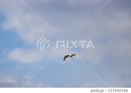 空を飛ぶダイサギ 113342588