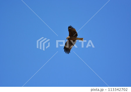 青空に鳶 113342702