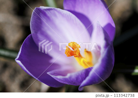 【植物・マクロレンズ使用】クロッカス咲く　函館 113342738