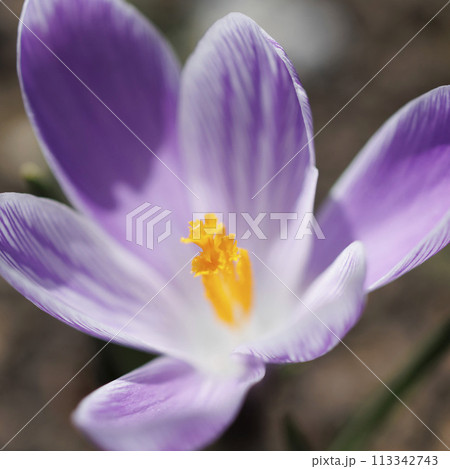 【植物・マクロレンズ使用】クロッカス咲く 函館 【植物・マクロレンズ使用】クロッカス咲く 函館 113342743