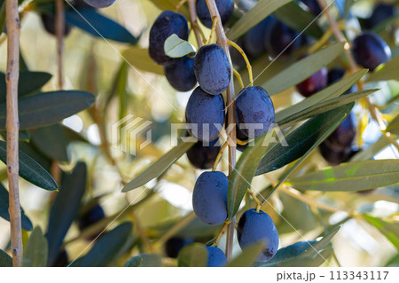 Growing black olives in orchard 113343117
