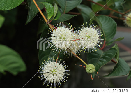 植物 工場 プランツ 113343186