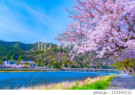 嵐山の桜と渡月橋 113343212