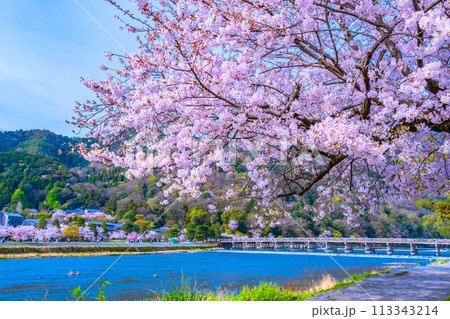 嵐山の桜と渡月橋 113343214