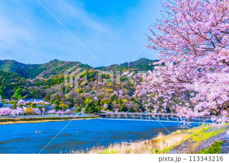 嵐山の桜と渡月橋 113343216