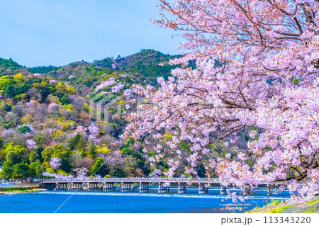 嵐山の桜と渡月橋 113343220
