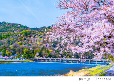嵐山の桜と渡月橋 113343388