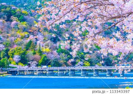 嵐山の桜と渡月橋 113343397
