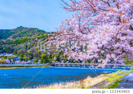 嵐山の桜と渡月橋 113343403