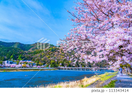 嵐山の桜と渡月橋 113343414