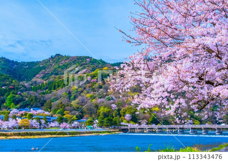 嵐山の桜と渡月橋 113343476