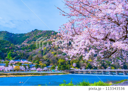 嵐山の桜と渡月橋 113343536
