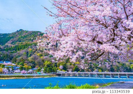嵐山の桜と渡月橋 113343539