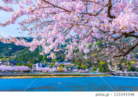 京都 嵐山の桜 113343546