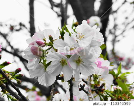 桜 桐ケ谷 キリガヤ　Prunus×lannesiana 113343599