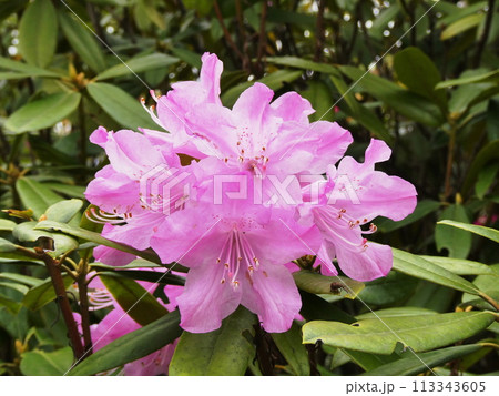 石楠花 芳子×太陽　Rhododendron 113343605