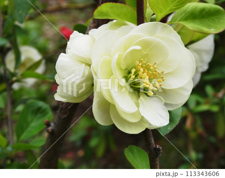 ボケ 大八州 Chaenomeles speciosa ボケ 大八州 Chaenomeles speciosa 113343606