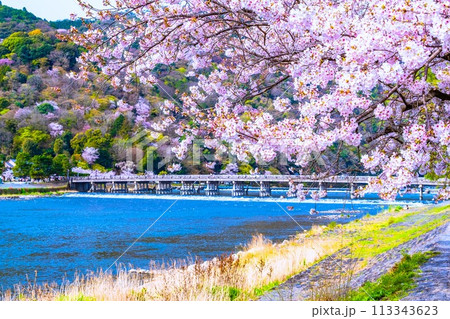 嵐山の桜と渡月橋 113343623