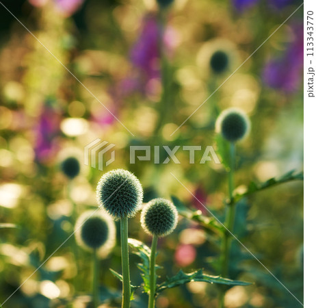 Globe thistle, flower and wild in spring meadow for closeup, fresh and natural vegetation. Ecology and pollen plant for biodiversity, environmental sustainability in growth for botanical garden Globe thistle, flower and wild in spring meadow for closeup, fresh and natural vegetation. Ecology and pollen plant for biodiversity, environmental sustainability in growth for botanical garden 113343770