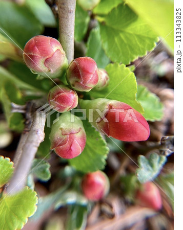 ボケの花蕾1 ボケの花蕾1 113343825
