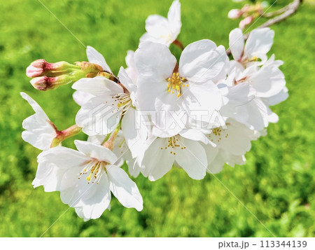 桜の花 113344139