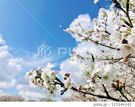 青空に映える桜 113344142