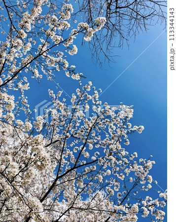 青空に映える桜 113344143