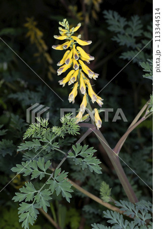 キケマン 113344514