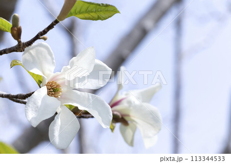 コブシ コブシ 113344533