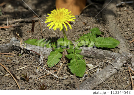 セイヨウタンポポ 113344548