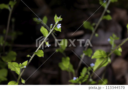 ハナイバナ 113344570