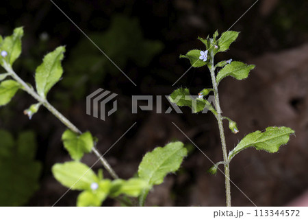 ハナイバナ ハナイバナ 113344572